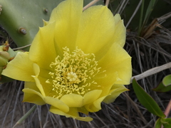 Opuntia anahuacensis