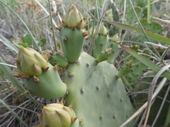 Opuntia anahuacensis