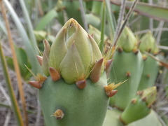 Opuntia anahuacensis