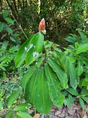 Costus pulverulentus image