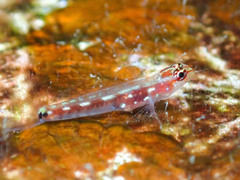 False-Comet Dwarfgoby photo 4
