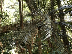 Lepidozamia hopei