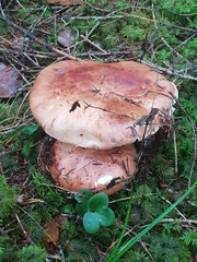 Tricholoma pessundatum