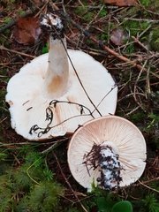 Tricholoma pessundatum