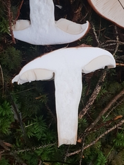 Tricholoma pessundatum
