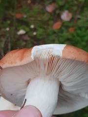 Tricholoma pessundatum