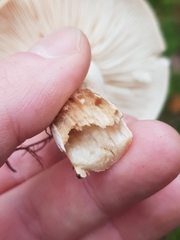 Tricholoma pessundatum