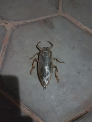 Lethocerus indicus