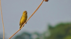 Anomalospiza imberbis