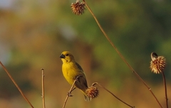 Anomalospiza imberbis