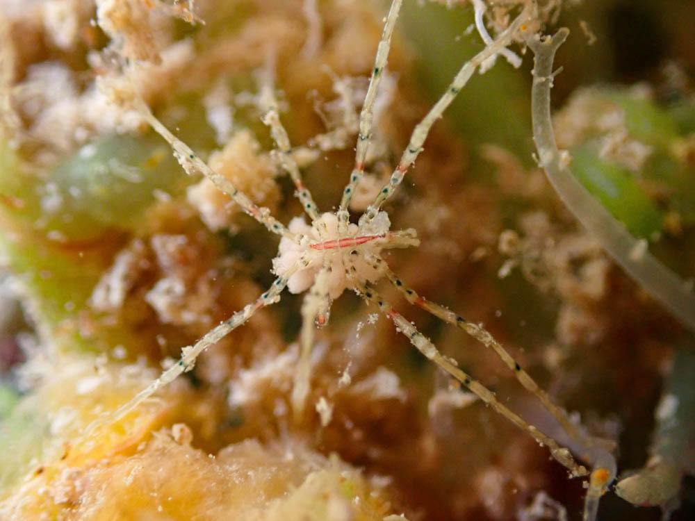 Anoplodactylus marshallensis