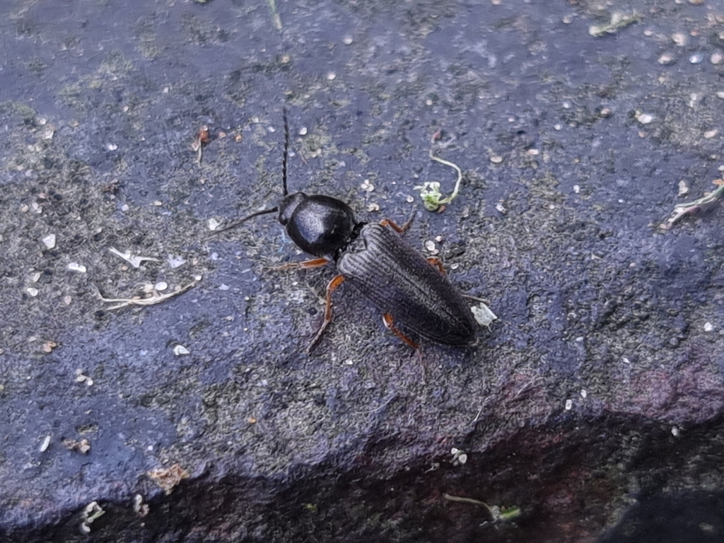 Cardiophorus vestigialis