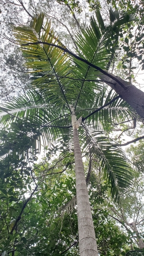 Carpentaria acuminata, photo 53