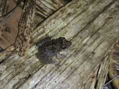 Limnonectes microdiscus