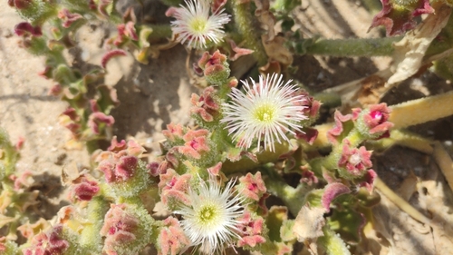 Crystalline ice plant