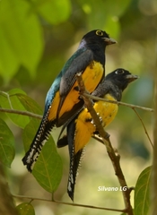 Gartered Trogon photo 3