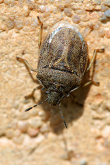 Podops inunctus
