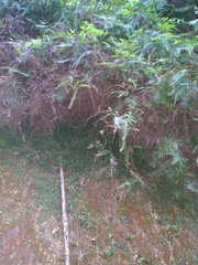 Dicranopteris linearis