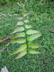 Stenochlaena palustris