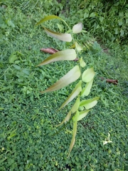 Stenochlaena palustris