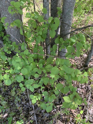 Indiana arrowwood (Viburnum deamii)