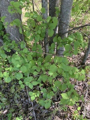 Viburnum deamii