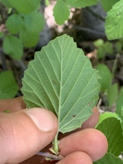 Daniel J. Layton, CC BY, iNaturalist via GBIF Viburnum deamii, photograph Daniel J. Layton, CC BY, iNaturalist via GBIF