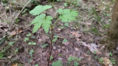 Ribes spicatum, photograph Екатерина Гущина, CC BY, iNaturalist via GBIF