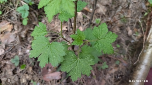 Ribes spicatum, photograph 4