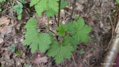 Ribes spicatum, photograph Екатерина Гущина, CC BY, iNaturalist via GBIF