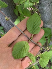 Viburnum deamii, photograph Daniel J. Layton, CC BY, iNaturalist via GBIF