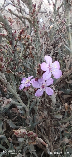Limoniastrum monopetalum