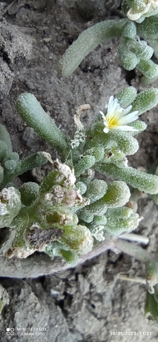 Slender Iceplant