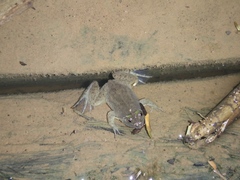 Occidozyga lima