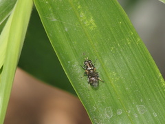 Adoxomyia formosana