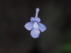 Streptocarpus saxorum
