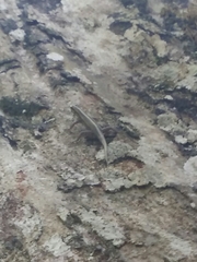 Sphenomorphus sanctus