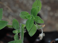 Streptocarpus saxorum