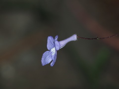 Streptocarpus saxorum