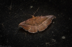 Corgatha ancistrodes