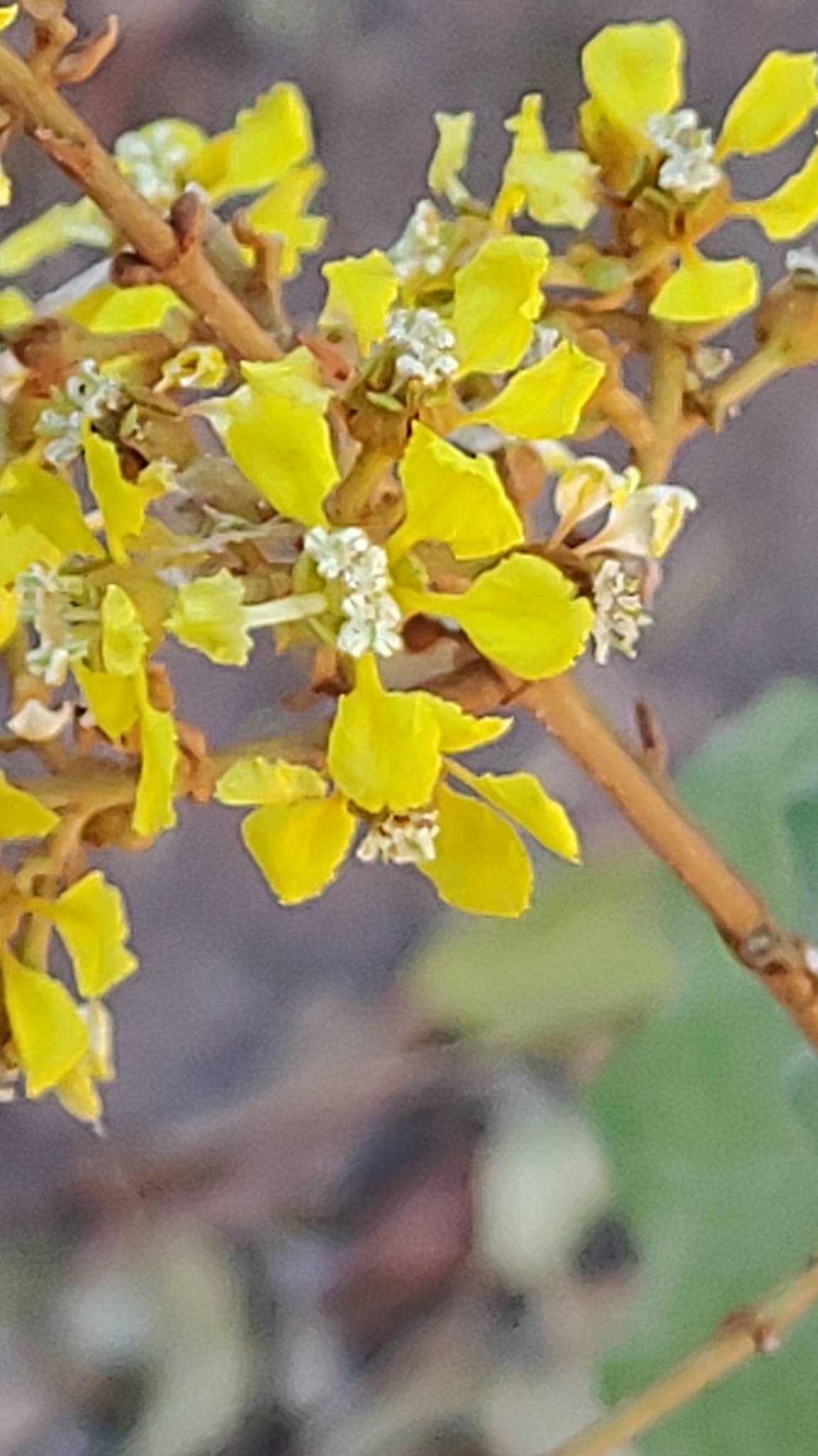 Heteropterys laurifolia