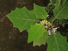 Solanum pseudolulo