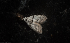 Nola pygmaeodes