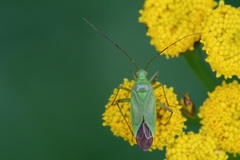 Calocoris affinis