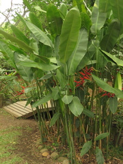 Heliconia platystachys
