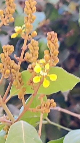 Image of Heteropterys laurifolia by no rights reserved