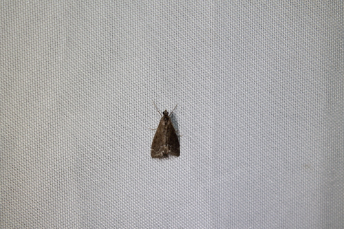 Frosted Pyrausta photo 3