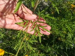 Zaluzania