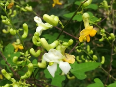 Phaseolus albiflorus