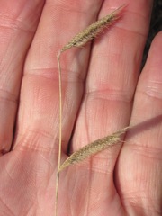 Bouteloua pectinata